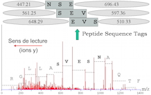 PepLine, from proteomics to genomes