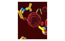 VE-Cadherin auto antibodies