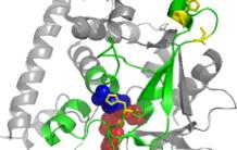 Molecular evolution of a chloroplastic protein methyltransferase