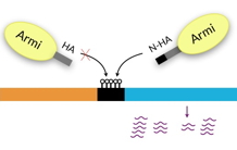 Biogenèse des ARNpi gardiens du génome