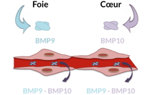 BMP9 and BMP10 pair in the bloodstream