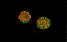 Cellules épithéliales mammaires en culture 3D